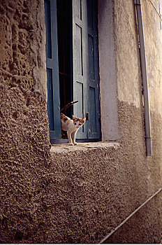 小猫,窗户