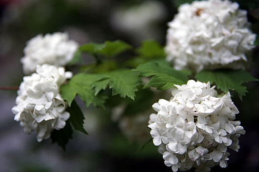 白色,八仙花属,花