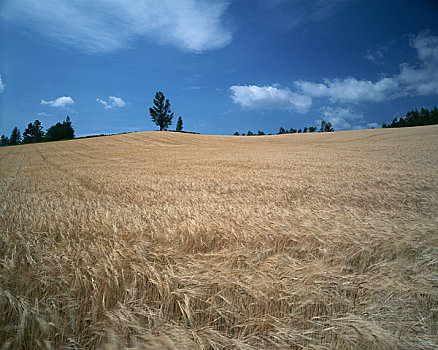 小麦,夏日天空