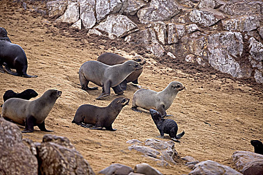 南非,海狗,毛海狮,克罗斯角,纳米比亚