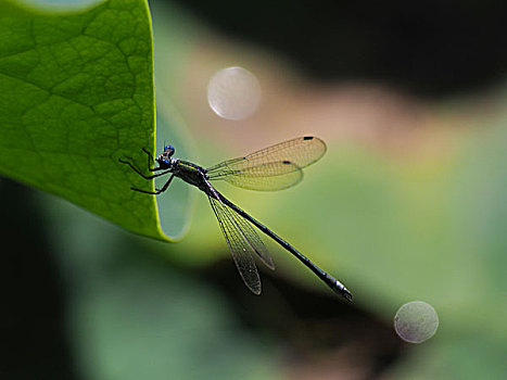 蜻蛉