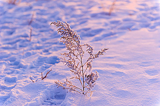 雪地上的树苗