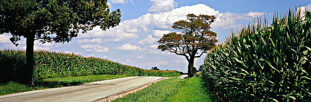 乡间小路,两个,地点,成熟,玉米,靠近,俄亥俄,美国
