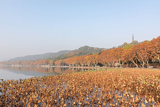 杭州西湖秋景保俶塔