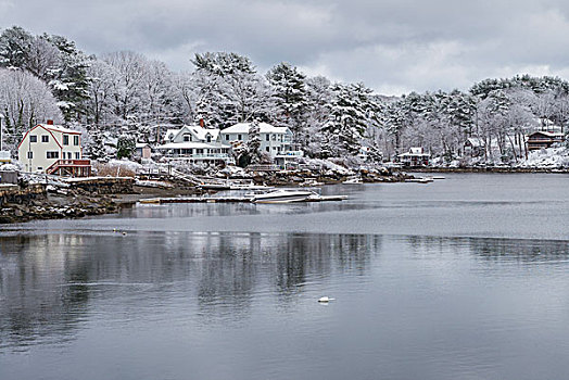 美国,马萨诸塞,早,雪,鹅,小湾