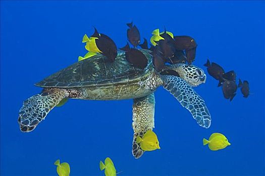 夏威夷,绿海龟,龟类