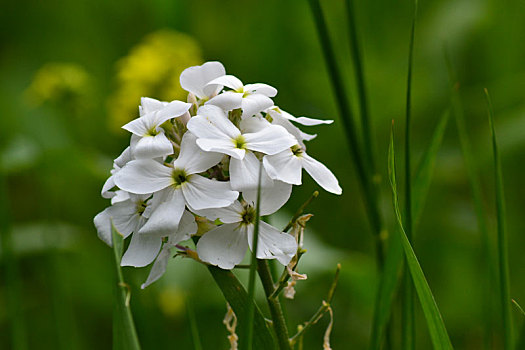 白花,草