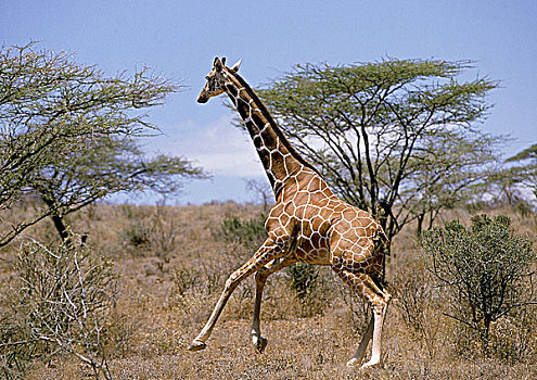 网纹长颈鹿,长颈鹿,成年,跑,大草原,公园,肯尼亚