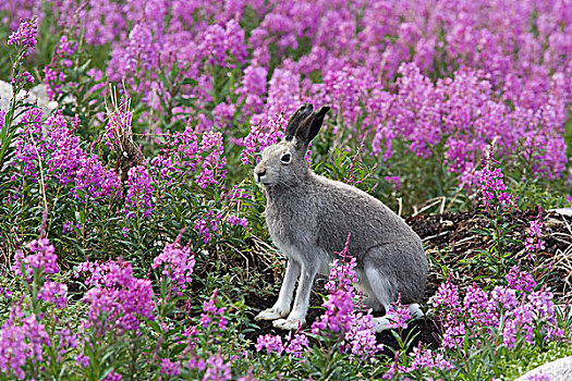 北极兔,兔属,外套,杂草,哈得逊湾,加拿大