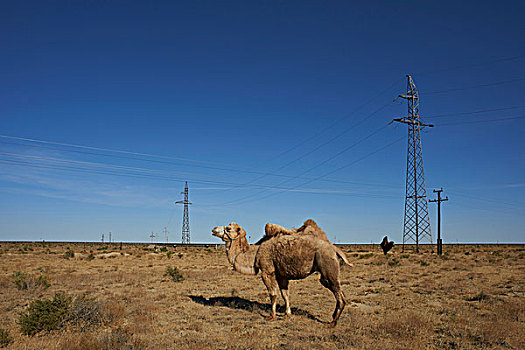 骆驼,站立,哈萨克斯坦,草原