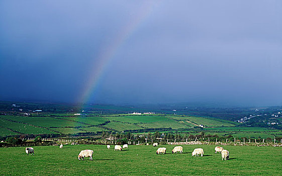 爱尔兰,绵羊,土地,彩虹