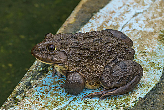 青蛙,农场,甲米,泰国