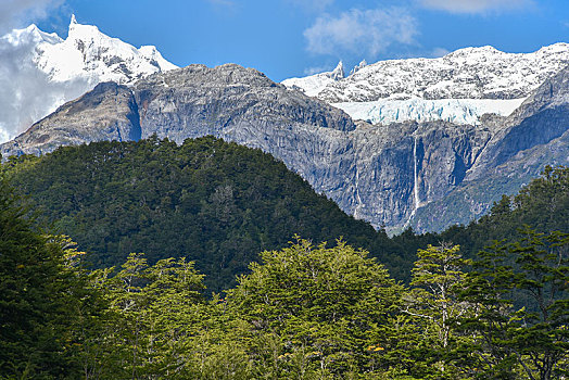 冰河,蒙特卡罗,雨林,国家公园,区域,巴塔哥尼亚,智利,南美