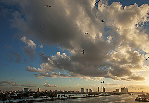 俯视图,海鸥,飞跃,迈阿密海滩,佛罗里达,美国
