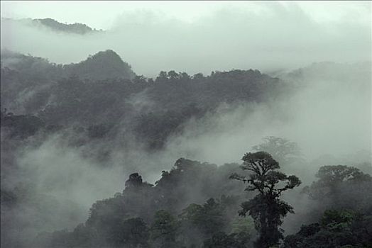 雨林,树荫,树,云,哥斯达黎加