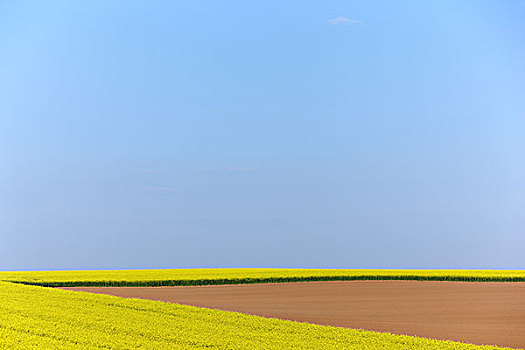 油菜,土地