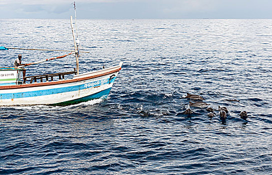 渔船,海豚,斯里兰卡,亚洲