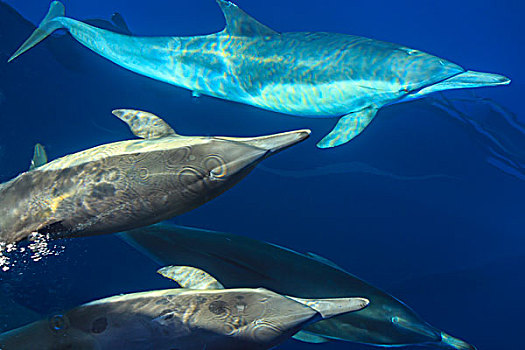 常见海豚,海豚属,圣地亚哥,加利福尼亚,美国