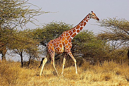 网纹长颈鹿,长颈鹿,成年,走,刺槐,树,公园,肯尼亚