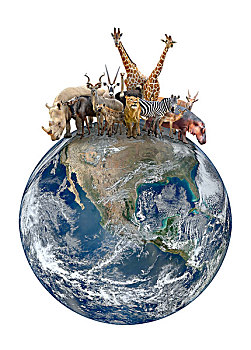 群,非洲,动物,星球,地球