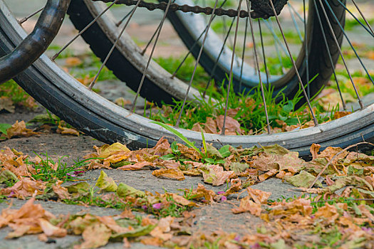自行车,轮子,许多,枯叶,人行道,秋天,白天