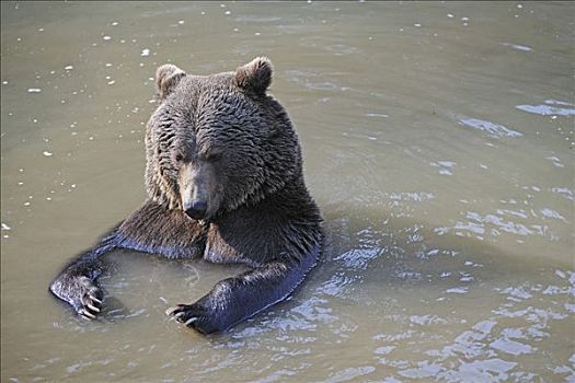 棕熊,玩,水中