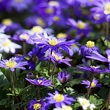 紫色,日本银莲花,花