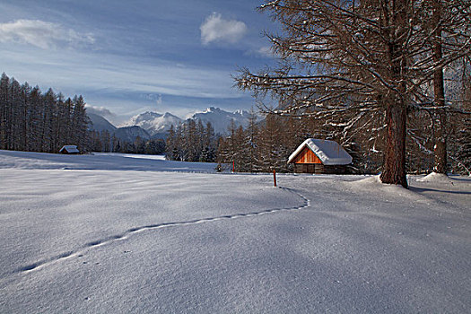 雪,动物脚印,提洛尔,奥地利