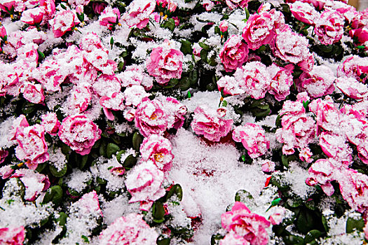 法门寺文化景区佛光大道旁的雪压花卉