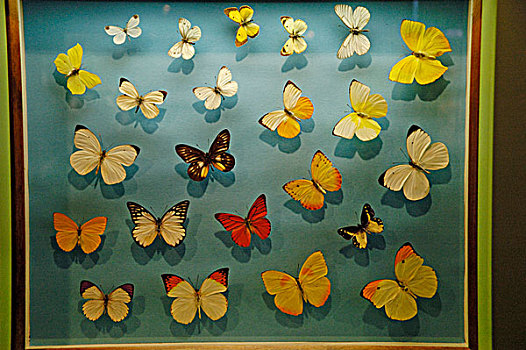 蝴蝶,昆虫,展示,博物馆,男人,自然,慕尼黑,上巴伐利亚,巴伐利亚,德国
