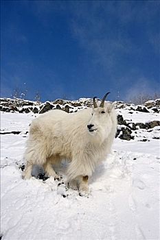 石山羊,高,山,斜坡,雪中,楚加奇国家森林,肯奈半岛