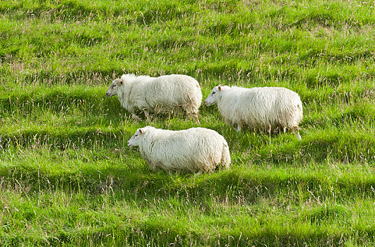 绵羊,绿色,草地,冰岛,欧洲