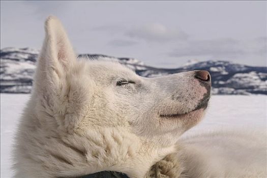 肖像,困,白色,哈士奇犬,雪橇狗,冰冻,育空地区,加拿大,北美