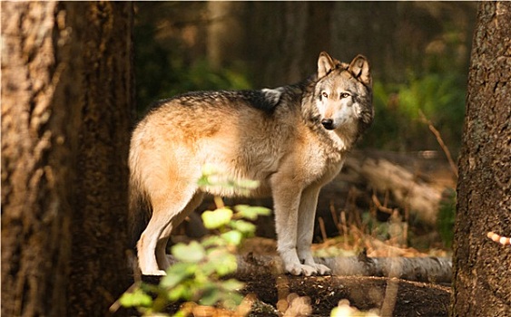 北美,野生动物,狼,狗