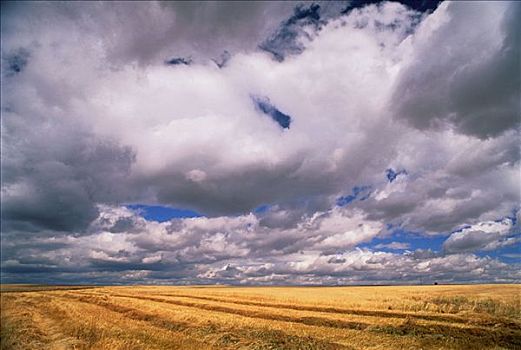 地点,云,靠近,德兰赫勒,艾伯塔省,加拿大