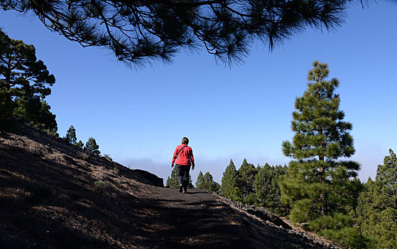 火山,路线,帕尔玛