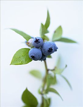 蓝莓,枝头