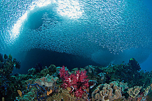 印度尼西亚,四王群岛,鱼群,银色,游动,上方,珊瑚