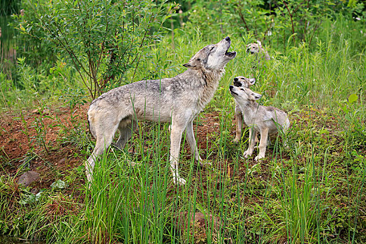 灰狼,狼,成年,小动物,草地,叫喊,交际,行为,松树,明尼苏达,美国,北美