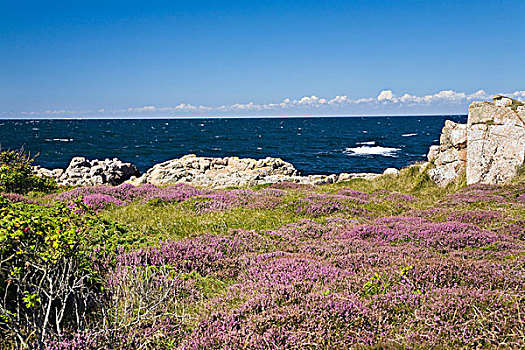 海边风景,石南科灌木,锤子,北方,尖,丹麦,欧洲