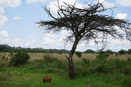 东非大草原