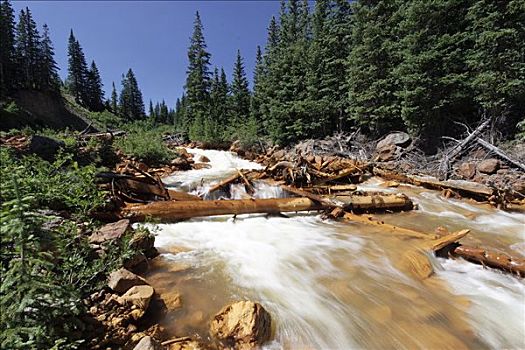 溪流,流动,树林,红色,乌雷,圣胡安山,科罗拉多,美国