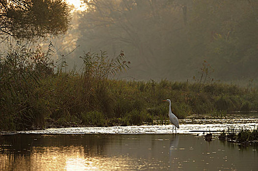 大白鹭,清晨,多瑙河,湿地,国家公园,下奥地利州,奥地利,欧洲
