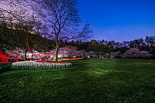 杭州太子湾公园大草坪与樱花