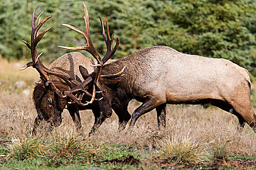 美洲,麋鹿,鹿属,鹿,雄性动物,打斗,西部,艾伯塔省,加拿大