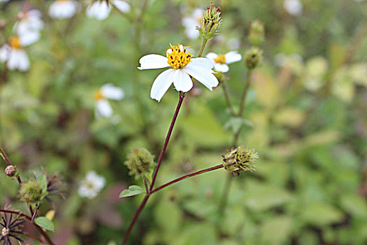 野菊花