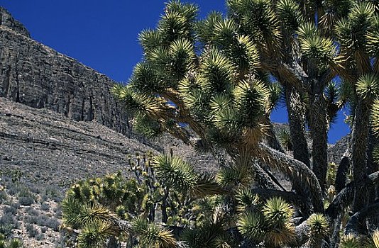 约书亚树,短叶丝兰,悬崖,背景,洗,山谷,亚利桑那,美国