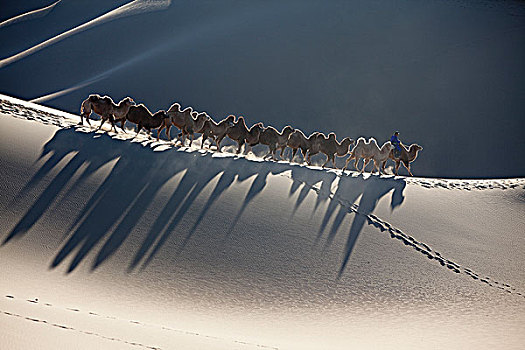 内蒙阿拉善额济纳旗沙漠骆驼队
