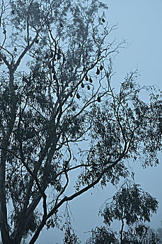 生物群,狐蝠,树上,墨尔本,维多利亚,澳大利亚