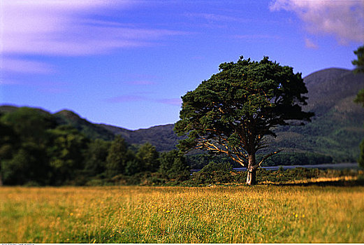 树,地点,基拉尼国家公园,爱尔兰